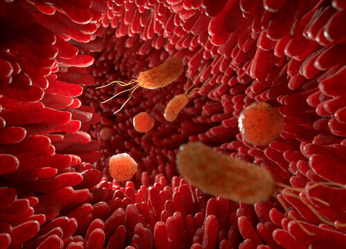 Inner view of human intestinal microvilli surface with bacteria and viruses. 3D rendering of digestive system.