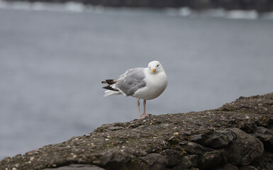 A standing seagull on a rock on a cloudy day in the Dingle Peninsula, County Kerry, Ireland.
