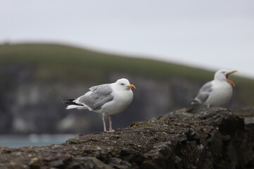 Standing seagulls on a cloudy day in the Dingle Peninsula, County Kerry, Ireland.
