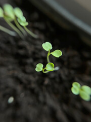tiny arugula sprouts growing in a greenhouse