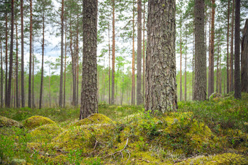selected focus on pine tree trunk in a beautiful green forest.