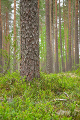 selected focus on pine tree trunk in a beautiful green forest.