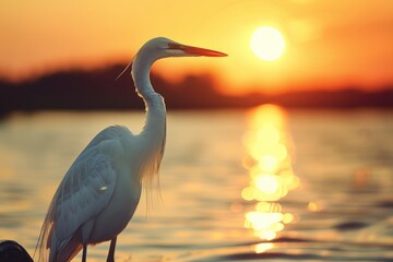 Large White Bird Standing on Top of Body of Water - obrazy, fototapety, plakaty