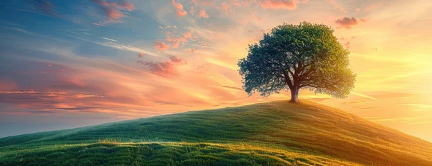 Foto op Plexiglas Vibrant Green Tree Amidst Rolling Meadows: Sunrise Hues and Ethereal Light Embodying Solitude and Growth © Landscape Planet