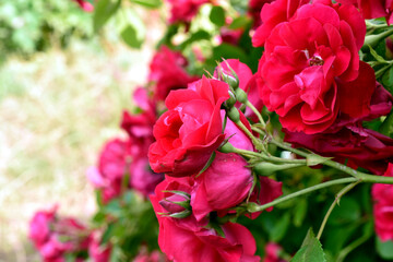 Vancouver amid pandemic flowers still blooming in summer