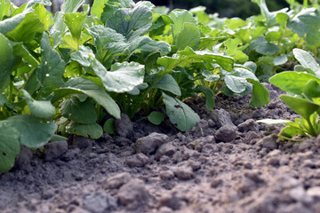 A bed with growing radishes.