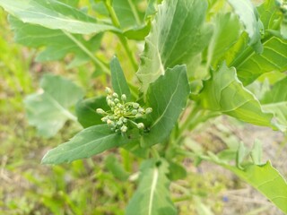 green peas growing in the garden