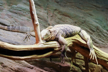 Resting monitor lizard © siloto