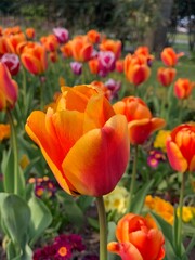 tulips