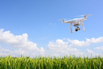 Drones fly over the fields of rice.Using drones in agriculture