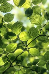 Fototapeta na wymiar Serene Close-Up: Sunlit Patterns on Vibrant Green Foliage, Summer Vitality Embodied