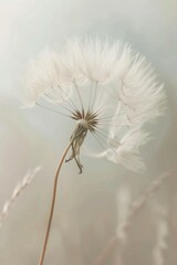 Fragile Beauty in Motion: Delicate Dandelion Seed Caught in a Gentle Breeze
