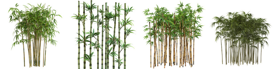 Various species of green bamboo plants with full foliage, presented isolated on a black backdrop.