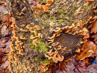Stereum Hirsutum, also known as Hairy Curtain Crust, growing on an old oak tree trunk
