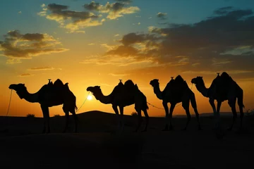Fotobehang camels silhouetted against the setting sun on desert route © Natalia