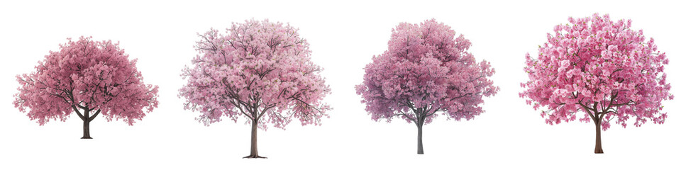 Four distinct cherry trees in full pink bloom, isolated on a transparent background.