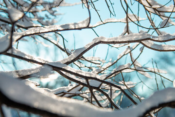 snow covered branches