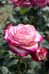 Beautiful roses in the park.