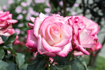 Beautiful roses in the park.