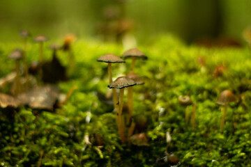 Mushroom mushroom © Izabela