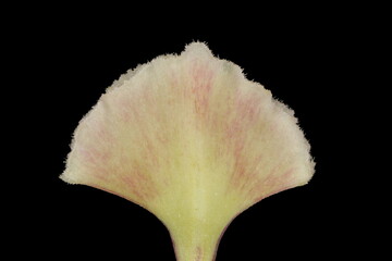 Hardy Gloxinia (Incarvillea delavayi). Stigma Closeup
