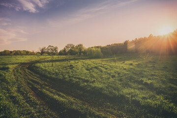 Sunset or sunrise in a spring field with green grass, willows and a clear sky. Springtime...
