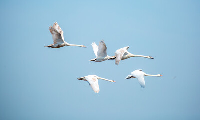 Flying swans in the blue sky. Waterfowl at the nesting site. A flock of swans walks on a blue lake.