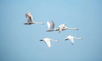 Foto op Canvas Flying swans in the blue sky. Waterfowl at the nesting site. A flock of swans walks on a blue lake. © Vera