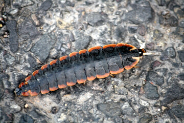 Trilobite Beetle (genus Platerodrilus) on the floor : (pix Sanjiv Shukla)