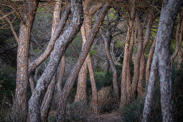 Pine forest, S'Estalella,  Llucmajor, Mallorca, Balearic Islands, Spain