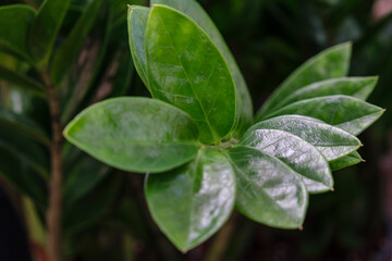 leaf stem, Zamioculcas zamiifolia, Mallorca, Balearic Islands, Spain