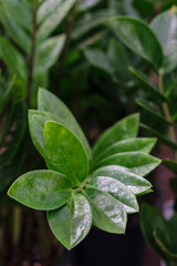 leaf stem, Zamioculcas zamiifolia, Mallorca, Balearic Islands, Spain