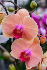 Fototapeta premium pink orchid, Phalaenopsis, Mallorca, Balearic Islands, Spain