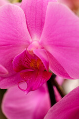 purple orchid, Phalaenopsis, Mallorca, Balearic Islands, Spain