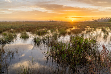 Sawgrass and marsh ignite under the brightness of the rising sun, Pa Hay Okee view area, Everglades National Park, Florida