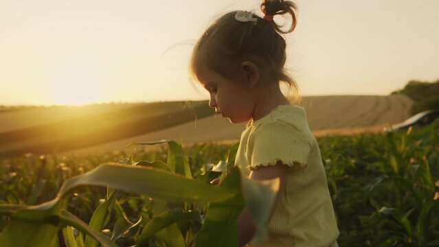 Happy little girl walking through cornfield. Child in casual clothes outdoor. Positive emotions, childhood idea