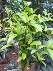 leaves in the garden