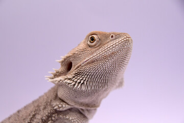 close up of a bearded dragon