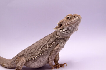 snow bearded dragon 