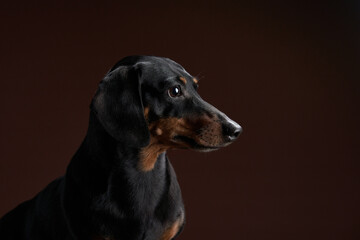 A poised Dachshund dog gazes alertly, its sleek black fur and tan markings highlighted against a...