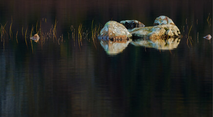 Rocks and weed in pond in soft autumn sunlight