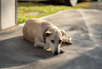 Thai dog lying on the ground