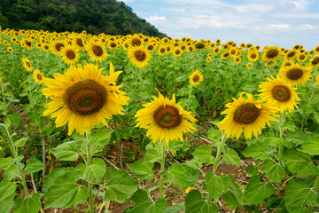 Sunflower.close up Sunflower field on a clear day.