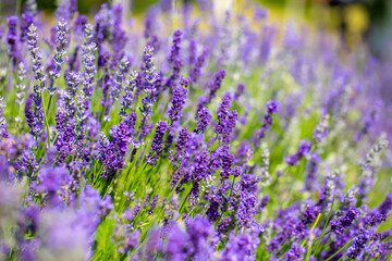 Spring lavender flowers under sunlight. Lilac flowers close up. Beautiful landscape of nature with a panoramic view. Hi spring. long banner