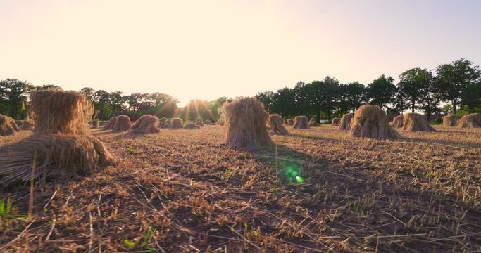 This tranquil stock footage captures the essence of rural life with traditional stooked hay bales scattered across a harvested field. The setting sun casts a golden hue over the landscape