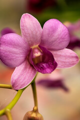 Obraz premium Wild flowers and grass in the rural. Flower and plant.