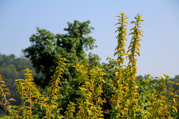 Wild flowers and grass in the rural. Flower and plant.