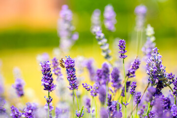 Spring lavender flowers under sunlight. Bees pollinate flowers and collect pollen. Lavender honey. Beautiful landscape of nature with a panoramic view. Hi spring. long banner