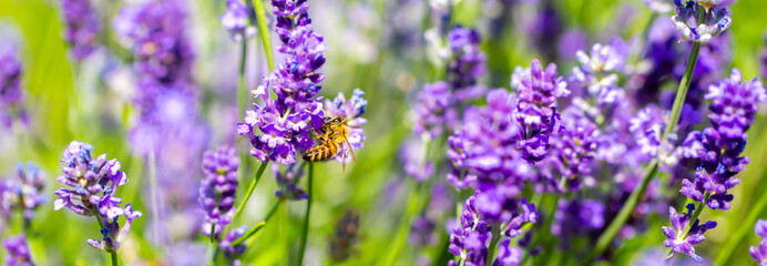 Spring lavender flowers under sunlight. Bees pollinate flowers and collect pollen. Lavender honey. Beautiful landscape of nature with a panoramic view. Hi spring. long banner - obrazy, fototapety, plakaty