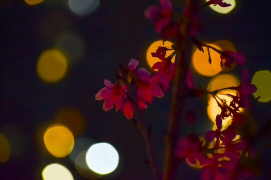 Close-up of cherry blossom at night with colorful boken lighting effect in background. Flower and plant. Nature and flower background.